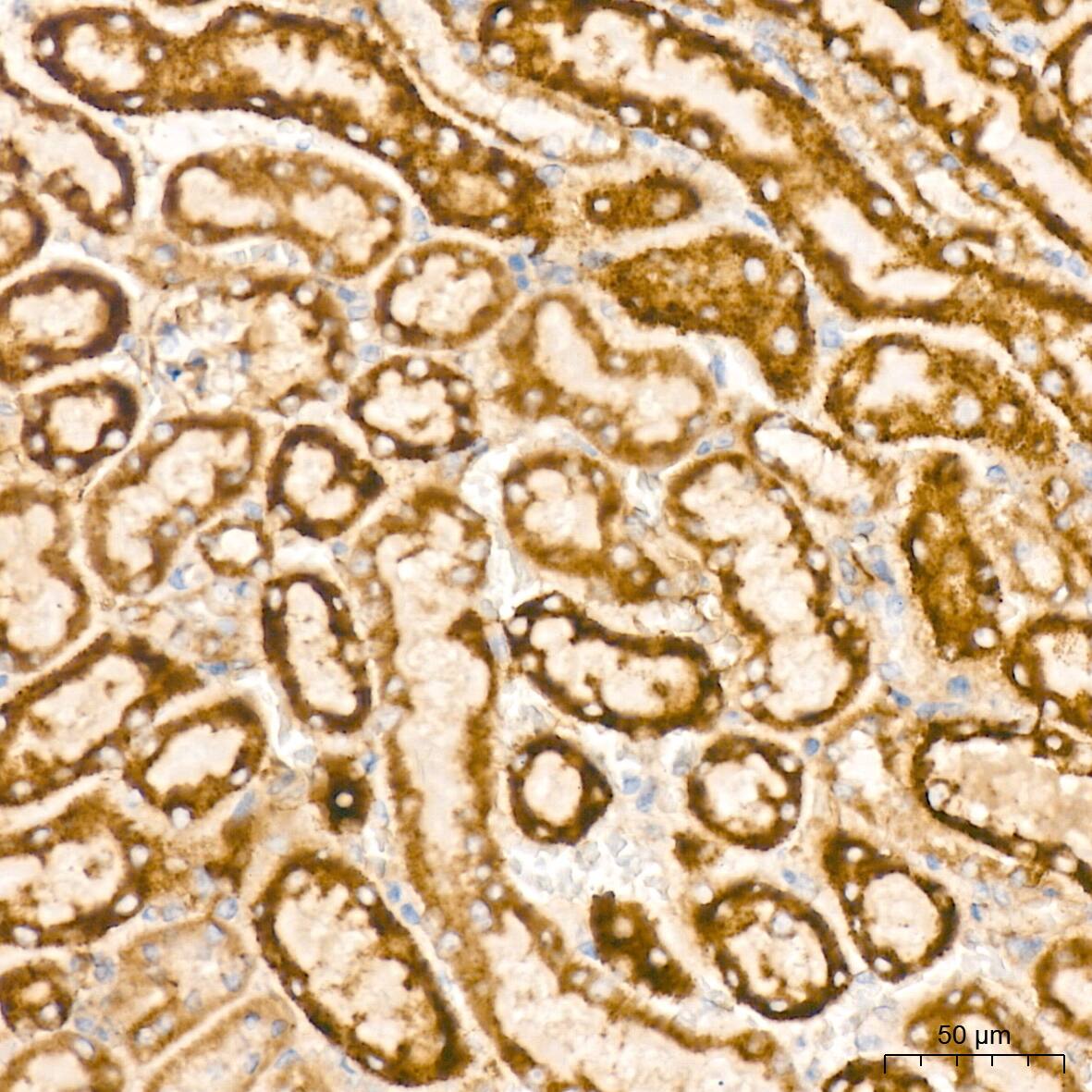 Bcl G Antibody (6R9F3)