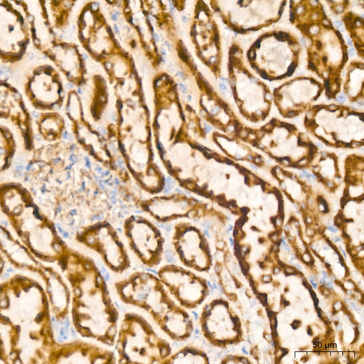 Bcl G Antibody (6R9F3)