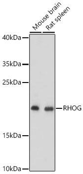 RhoG Antibody - Azide and BSA Free