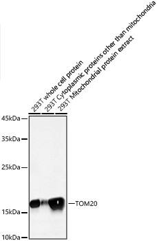 TOMM20 Antibody (10G6I8)