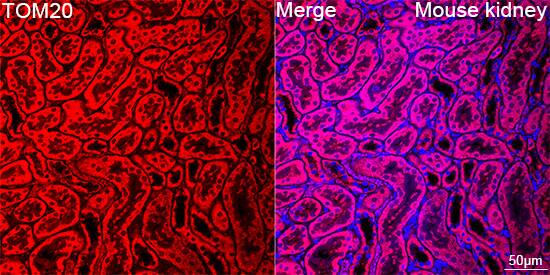 TOMM20 Antibody (10G6I8)