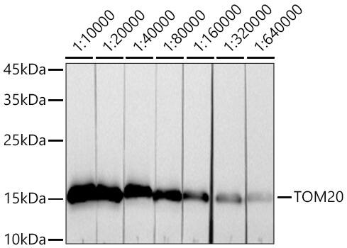 TOMM20 Antibody (10G6I8)