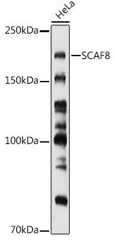 SCAF8/RBM16 Antibody - Azide and BSA Free