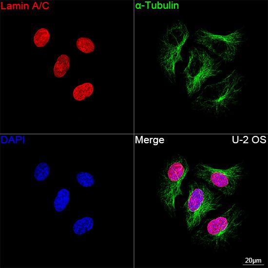 Lamin A + C Antibody (4L8Q0)