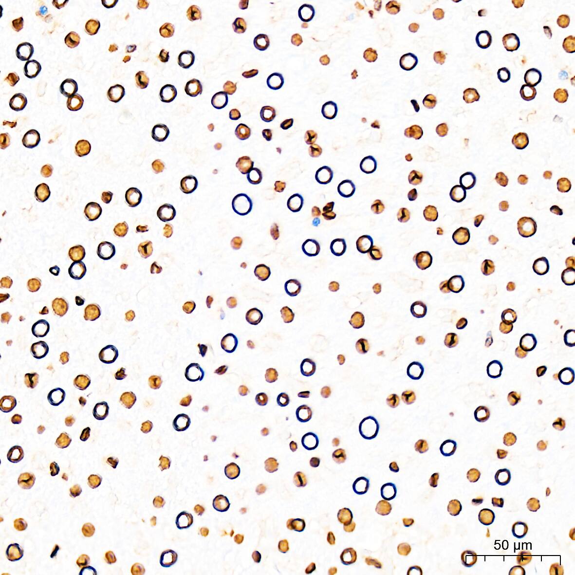 Lamin A + C Antibody (4L8Q0)