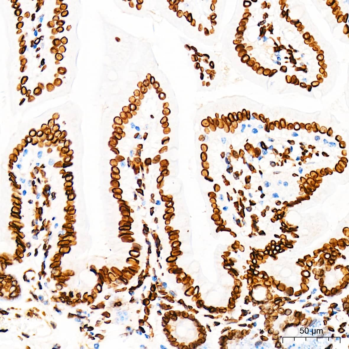 Lamin A + C Antibody (4L8Q0)