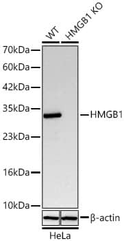 HMGB1/HMG-1 Antibody (1C4T5)