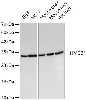 HMGB1/HMG-1 Antibody (1C4T5)