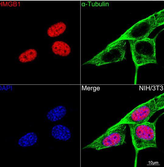 HMGB1/HMG-1 Antibody (1C4T5)