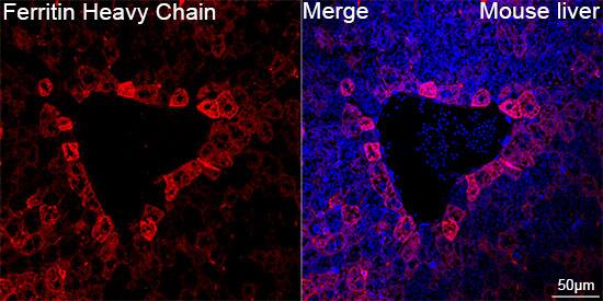 Ferritin Heavy Chain Antibody (1Q10I7)