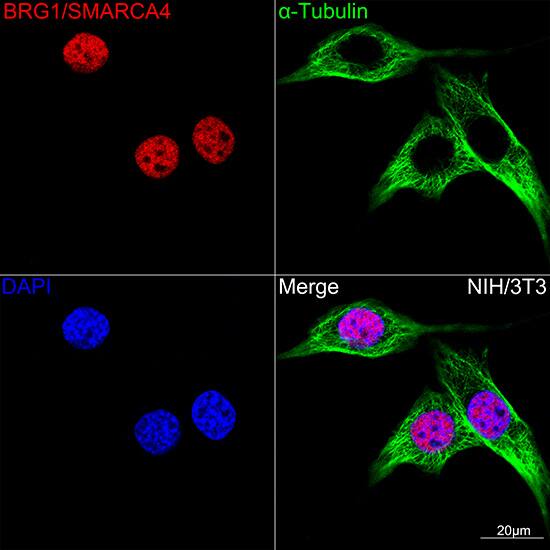 Brg1 Antibody (4N9C4)