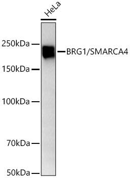 Brg1 Antibody (4N9C4)