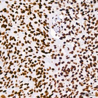 Brg1 Antibody (4N9C4)