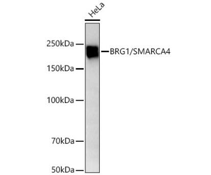 Brg1 Antibody (4N9C4)