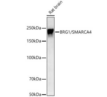 Brg1 Antibody (4N9C4)