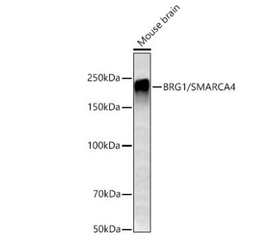 Brg1 Antibody (4N9C4)