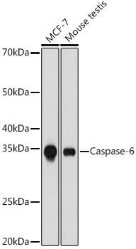 Caspase-6 Antibody (2W4G2)