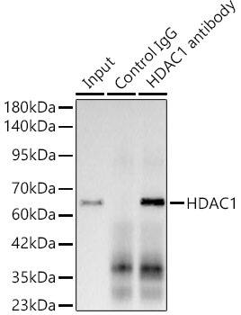 HDAC1 Antibody (2L6O7)