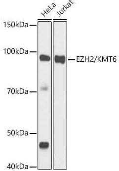 EZH2/KMT6 Antibody (9Q2R9)