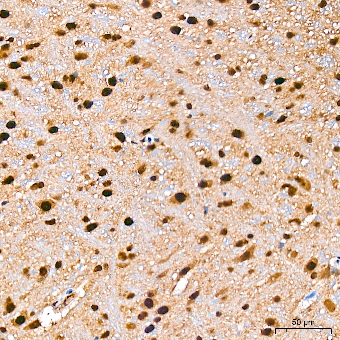 COP9 Antibody (7V1L8)