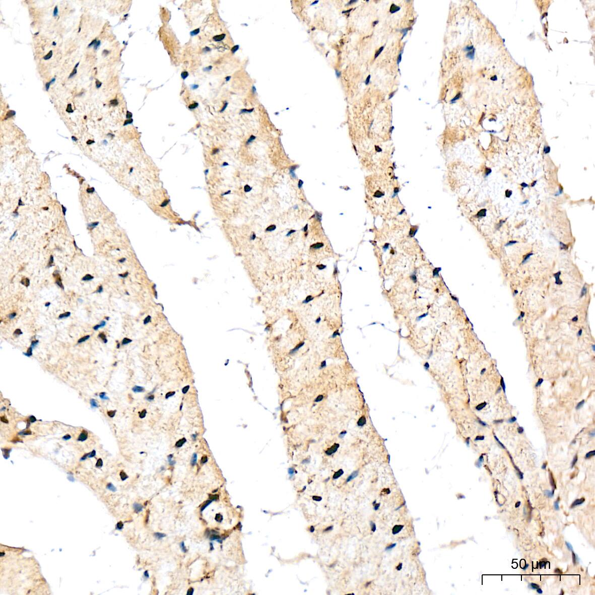 COP9 Antibody (7V1L8)