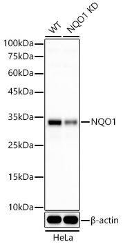 NQO-1 Antibody (1O2N3) NQO-1 Antibody (1O2N3)