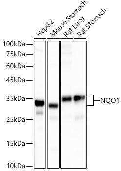 NQO-1 Antibody (1O2N3) NQO-1 Antibody (1O2N3)