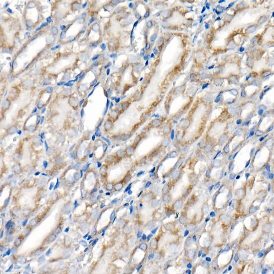 BNIP3 Antibody (2P7B8)