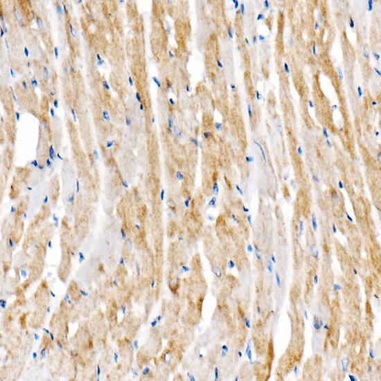 BNIP3 Antibody (2P7B8)