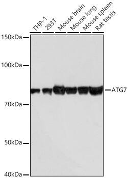 ATG7 Antibody (3X1W4)