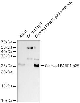 PARP Antibody (4M9X4) - Cleaved