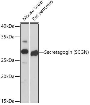 Secretagogin Antibody (9K8H9)