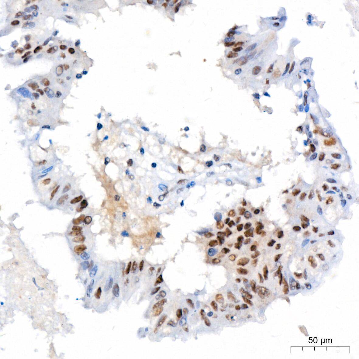Cullin 3 Antibody (7W3E3)