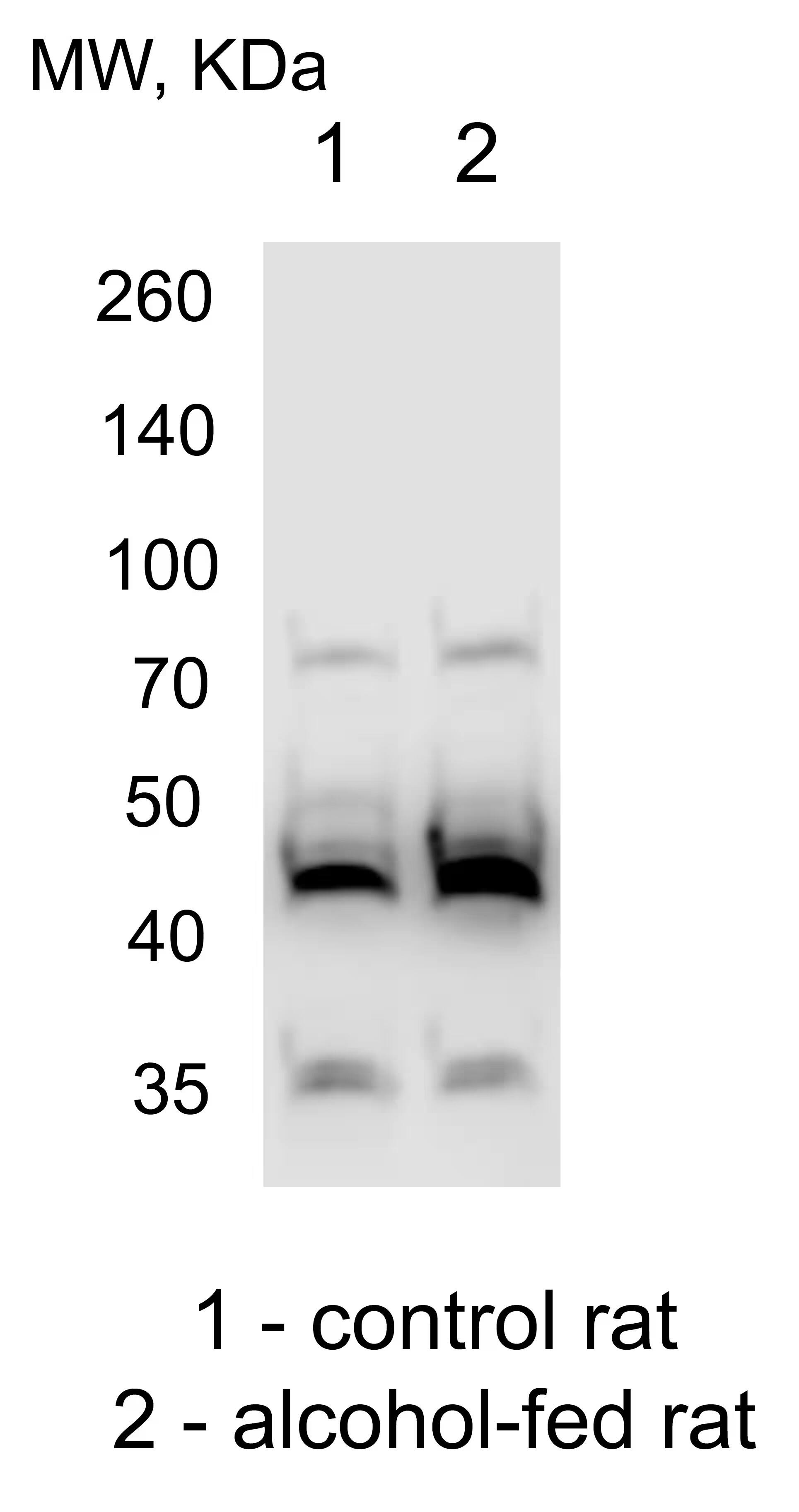alcohol dehydrogenase Antibody (1X3C0)
