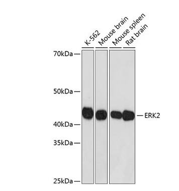 ERK2 Antibody (2K9N9)