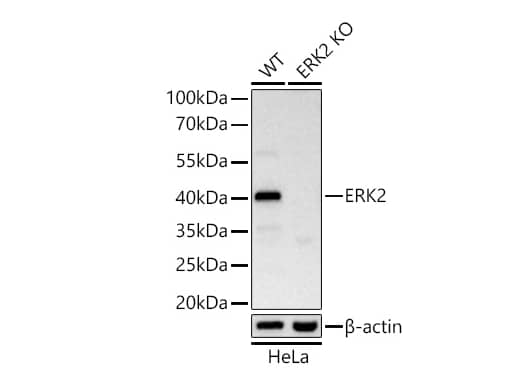 ERK2 Antibody (2K9N9)