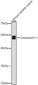 Calsequestrin 1 Antibody (5P6U2)