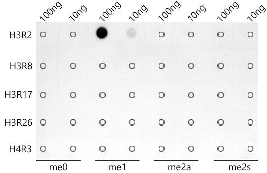 Histone H3 [Monomethyl Arg2] Antibody (3Y5F9)