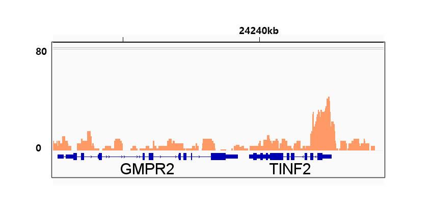 SP1 Antibody (5I3A8)