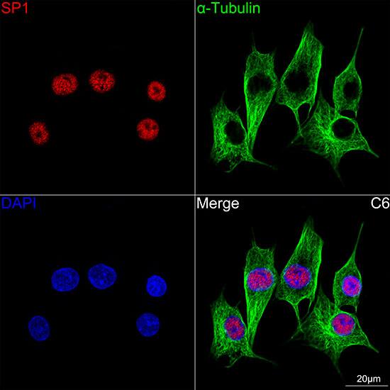 SP1 Antibody (5I3A8)