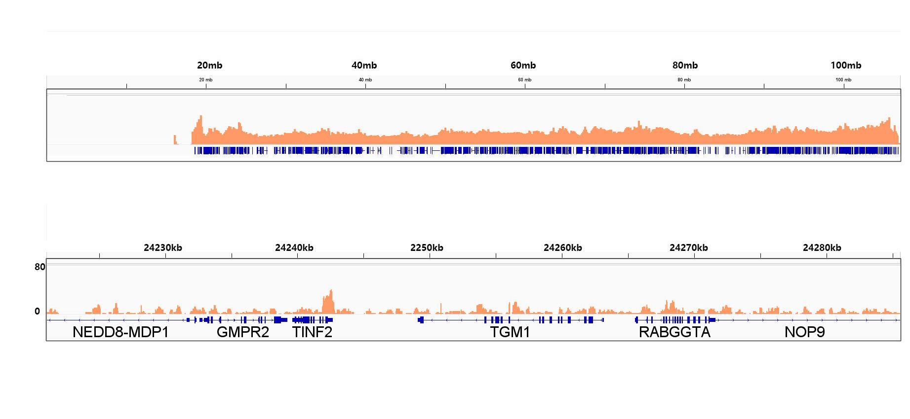 SP1 Antibody (5I3A8)