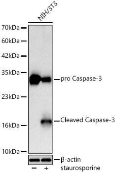 Caspase-3 Antibody (7T1W5) - Active, Pro