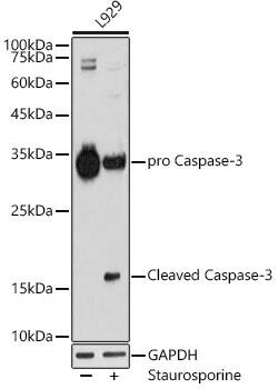 Caspase-3 Antibody (7T1W5) - Active, Pro