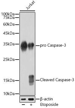 Caspase-3 Antibody (7T1W5) - Active, Pro
