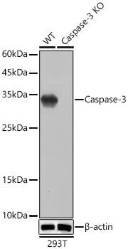 Caspase-3 Antibody (7T1W5) - Active, Pro