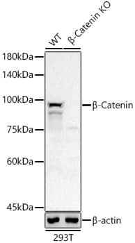 beta-Catenin Antibody (6A3P2)