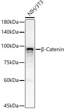 beta-Catenin Antibody (6A3P2)