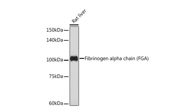 Fibrinopeptide A Antibody (7K8J1)