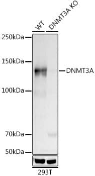 DNMT3A Antibody (7L9O3)