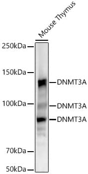 DNMT3A Antibody (7L9O3)